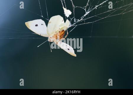 Un ragno di tessitore di orb coronato (Araneus diadematus) uccide una farfalla di cavolo che ha ottenuto il riso nella relativa rete in un giardino nello stato di Washington. Foto Stock