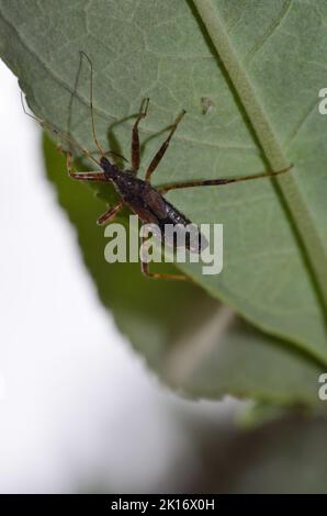 albero damsel bug Foto Stock