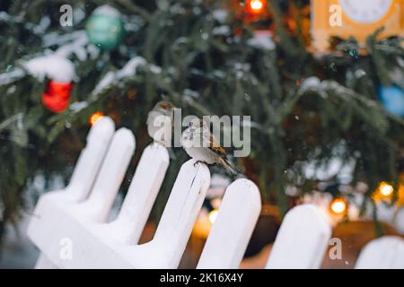 Decorazione di Natale. Passeri sono seduti sull'albero di Natale. Foto di alta qualità Foto Stock