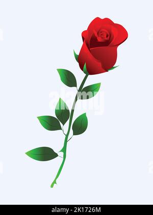 Primo piano di una rosa rossa isolata su sfondo bianco Illustrazione Vettoriale