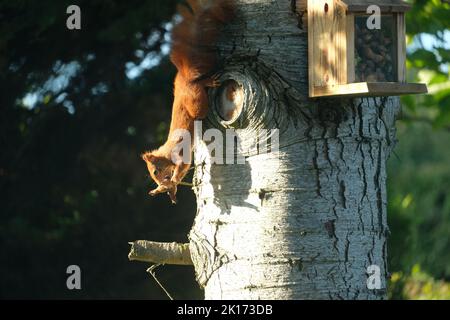 Uno scoiattolo rosso, Amlwch, Anglesey. Anglesey è uno degli unici posti rimasti nel Regno Unito dove gli scoiattoli rossi possono essere avvistati in natura. Foto Stock