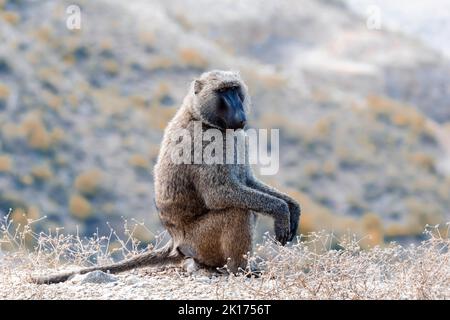 Chacma baboon, papio ursinus, forte scimmia africana, seduto sul bordo della collina, anche noto come il capo baboon vicino al ponte sul nilo blu sulla strada per Foto Stock