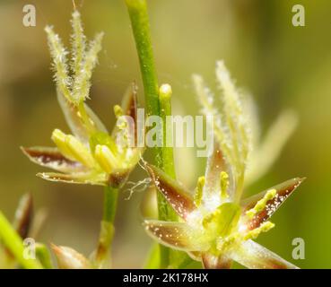 Peloso boschetto, Luzula pilosa, fiorito nella foresta Foto Stock