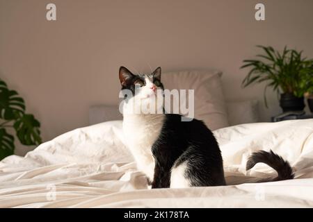 Un gattino di tuxedo giovane siede sul letto in luce naturale che guarda curioso Foto Stock