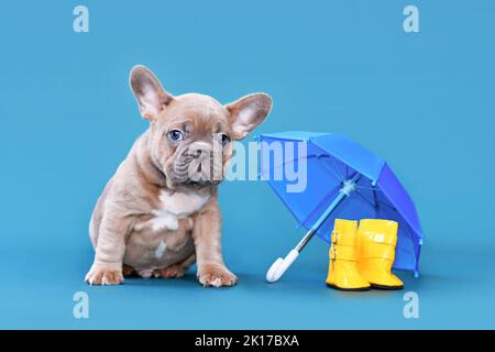 Cucciolo di cane Bulldog francese fawn blu accanto a stivali di gomma da pioggia e ombrello su sfondo blu Foto Stock