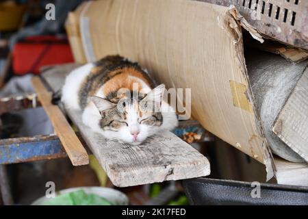 Randagi Cat in Pointe Courte - Sète - Hérault - Francia Foto Stock