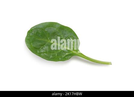 Singola foglia di spinaci isolata su sfondo bianco con tracciato ritagliato Foto Stock