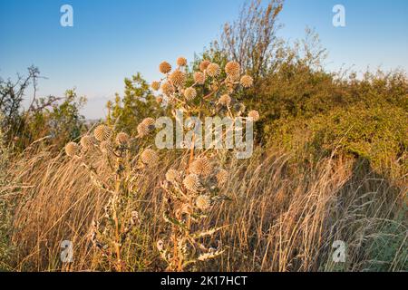 Erba secca sul monte Table a Palava, in calda giornata estiva sotto le nuvole bianche e il cielo blu. Repubblica Ceca. Foto Stock