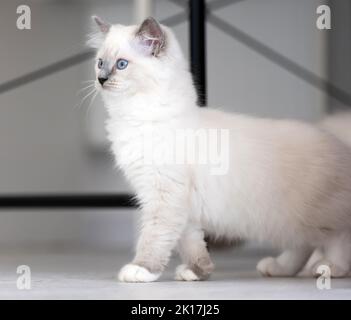 Ragdoll gatto all'aperto Foto Stock