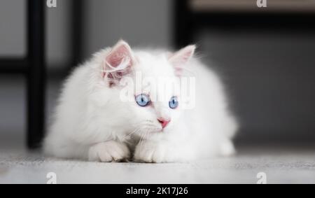 Ragdoll gattino gatto a casa Foto Stock