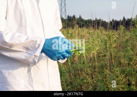 Scienziato che indossa un camice da laboratorio bianco e guanti protettivi blu, che tiene piccole forbici e fiore di canapa CBD, scatto da vicino. Foto Stock