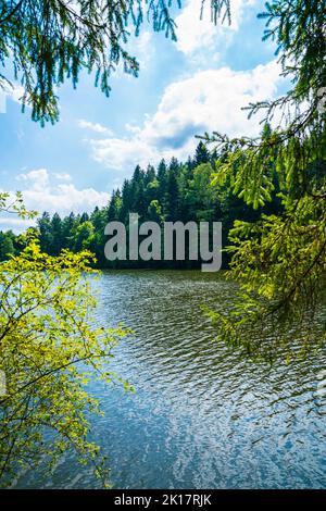 Germania, lago Ebnisee acqua nel paesaggio naturale tra alberi verdi di foresta vicino a welzheim e kaisersbach in estate Foto Stock