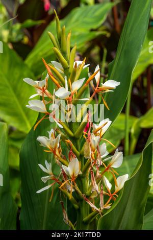 Hedychium gardnerianum una pianta di fioritura autunnale estiva con un fiore giallo primaverile comunemente conosciuto come zenzero di Kahila, immagine della foto di riserva Foto Stock