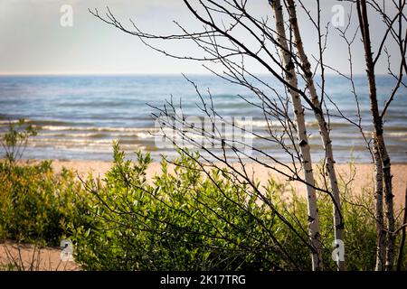 Piccoli alberi di betulla in spiaggia, con il lago Michigan sullo sfondo, sul sentiero Mariners Trail vicino a due fiumi, Wisconsin. Foto Stock