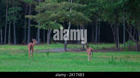 Whitetail maschio e femmina vicino al bordo di una foresta del North Carolina Foto Stock