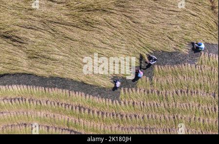 Kashmir, India. 16th Set, 2022. 16 settembre 2022, Anantnag, Jammu e Kashmir, India: Gli agricoltori di Kashmiri raccolgono riso da un campo alla periferia di Srinagar, nel distretto di Anantnag nel Kashmir meridionale. L'India è uno dei maggiori produttori mondiali di riso bianco e di riso bruno, che rappresenta il 25% della produzione mondiale di riso. Il riso è la coltura preminente dell'India ed è l'alimento di base della gente delle parti orientali e meridionali del paese. (Credit Image: © Aasif Shafi/Pacific Press via ZUMA Press Wire) Credit: ZUMA Press, Inc./Alamy Live News Foto Stock