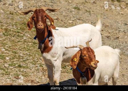 Capre di montagna corna bianche e marroni con campanello, Alpi Carniche, comune di Feistritz an der Gail, Carinzia, Alpi Carniche, Austria, Europa centrale. Foto Stock