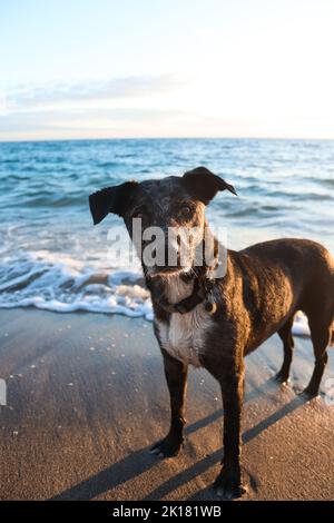 Uno scatto verticale di un Brindle Lurcher sulla spiaggia al tramonto Foto Stock