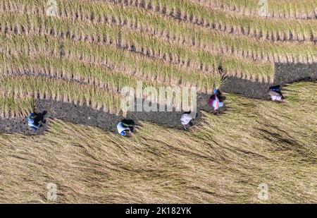 Kashmir, India. 16th Set, 2022. 16 settembre 2022, Anantnag, Jammu e Kashmir, India: Gli agricoltori di Kashmiri raccolgono riso da un campo alla periferia di Srinagar, nel distretto di Anantnag nel Kashmir meridionale. L'India è uno dei maggiori produttori mondiali di riso bianco e di riso bruno, che rappresenta il 25% della produzione mondiale di riso. Il riso è la coltura preminente dell'India ed è l'alimento di base della gente delle parti orientali e meridionali del paese. (Credit Image: © Aasif Shafi/Pacific Press via ZUMA Press Wire) Credit: ZUMA Press, Inc./Alamy Live News Foto Stock