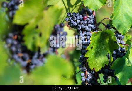 Mazzo di uve nere mature che crescono su una vite rigogliosa nella giornata di sole in vigna Foto Stock