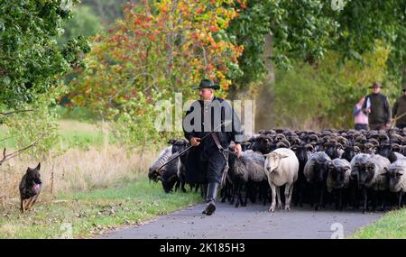 Eimke, Germania. 16th Set, 2022. Julian Schulz, pastore, guida il gregge di Heidschnucken lungo una strada con i suoi cani pastori. I migliori pastori tedeschi e i loro cani da pastore competono nel Bundesleistungshüten. Un gregge di 300 pecore si trova di fronte a compiti diversi da parte dei cani e dei pastori. Credit: Philip Schulze/dpa/Alamy Live News Foto Stock