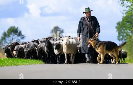 Eimke, Germania. 16th Set, 2022. Julian Schulz, pastore, guida il gregge di Heidschnucken lungo una strada con i suoi cani pastori. I migliori pastori tedeschi e i loro cani da pastore competono nel Bundesleistungshüten. Un gregge di 300 pecore si trova di fronte a compiti diversi da parte dei cani e dei pastori. Credit: Philip Schulze/dpa/Alamy Live News Foto Stock