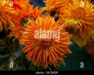 Primo piano di dahlia Aggie White visualizzato nel Regno Unito. Foto Stock