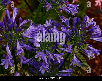 Cloe up della fioritura blu perenne bulbo da giardino Agapanthus Blue visto nel giardino nel Regno Unito. Foto Stock
