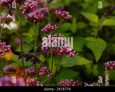 Primo piano dei fiori viola del perenne erbaceo Verbena bonariensis visto fiorire nel giardino nel Regno Unito a fine estate. Foto Stock