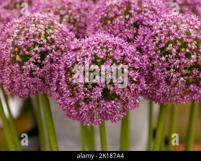 Primo piano dell'allio viola fiorito Ambassador fiori viola visto nel giardino nel Regno Unito Foto Stock
