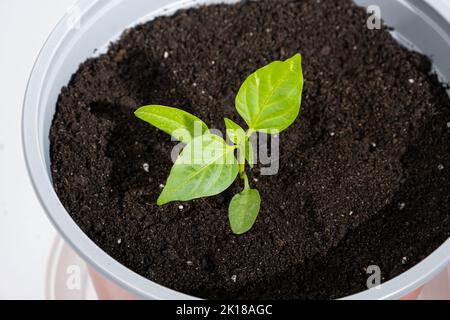 Peperoni crescenti da semi. Fase 7 - la pianta cresce in una pentola. Foto Stock