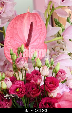 Fiore di Anthurium rosa in una bella composizione floreale. Foto Stock