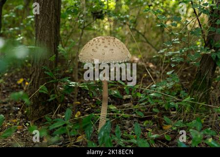 Grande macrolpiota Procera parasolo funghi che crescono nel bosco. Raccolta di funghi, raccolta di funghi commestibili nel concetto di foresta. Primo piano Foto Stock