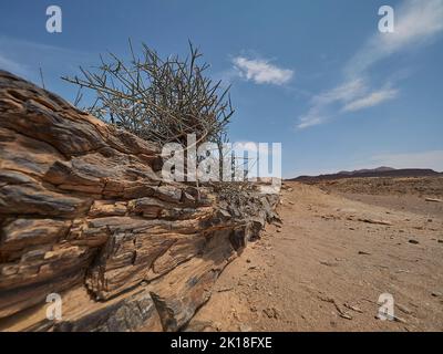 Un albero pietrificato giacente nella regione arida di Damaraland Namibia Foto Stock