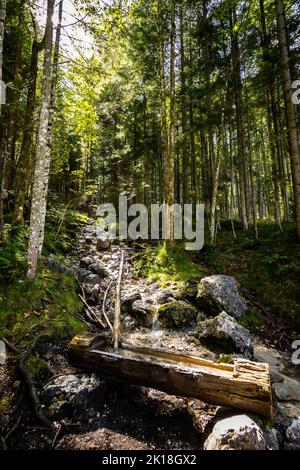Vista di un tronco di alberi di legno che serve come un abbeveratoio per la fornitura continua di acqua dolce per gli escursionisti sulle montagne austriache Foto Stock