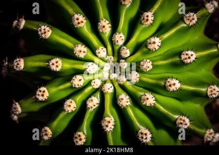 Un primo piano di echinopsis oxygona, una specie di pianta fiorita della famiglia dei cactus Cactaceae. Foto Stock