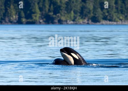 Una balena assassino (Orcinus orca) nell'oceano blu Foto Stock