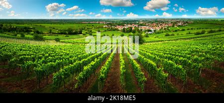 Verde vigneto vasto paesaggio, con cielo blu e filari di vite su una collina, con vista sulla vasta campagna verde Foto Stock