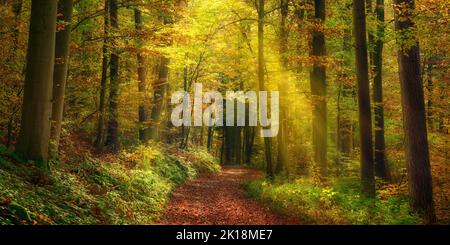 Raggi di luce che illuminano un sentiero in una foresta autunno nebbiosa e creano un arco naturale, un tranquillo paesaggio panoramico Foto Stock