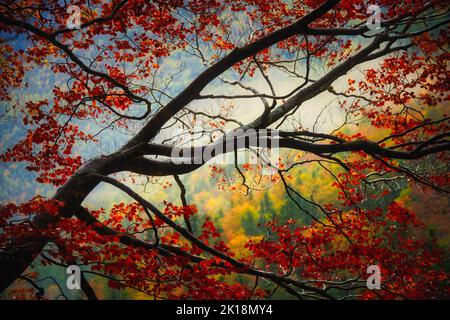 Particolare di un ramo d'albero con foglie rosse in una mattinata nebbiosa Foto Stock