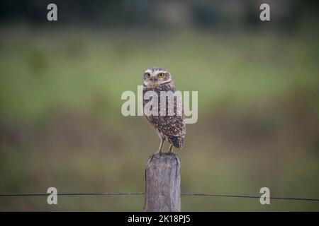 Un gufo (Athene cunicularia) seduto su un posto di recinzione vicino Baiazinha Lodge nel Pantanal settentrionale, Stato del Mato Grosso, Brasile. Foto Stock