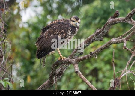 Un falco nero comune giovanile (Buteogallus antracinus) arroccato in un albero lungo il fiume Paraguay vicino Baiazinha Lodge situato nel Pantana settentrionale Foto Stock