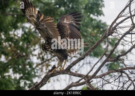 Un falco nero comune giovanile (Buteogallus antracinus) arroccato in un albero lungo il fiume Paraguay vicino Baiazinha Lodge situato nel Pantana settentrionale Foto Stock