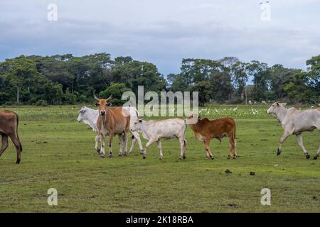 Nelore bestiame vicino al Piuval Lodge nel nord Pantanal, Stato del Mato Grosso, Brasile. Foto Stock