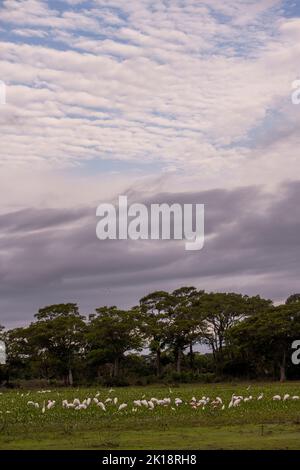 Zone umide con grandi egrette, spatole di Roseate, cicogne di legno vicino al Piuval Lodge nel Pantanal settentrionale, Stato del Mato Grosso, Brasile. Foto Stock