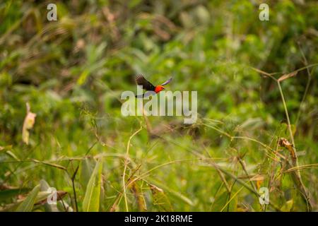 Un Blackbird (Amblyramphus holosericeus) con testa a scarlatto in una zona umida vicino al Lodge Piuval nel Pantanal settentrionale, Stato del Mato Grosso, Brasile. Foto Stock
