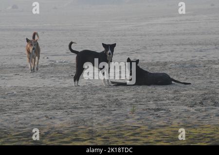 Cani Foto Stock