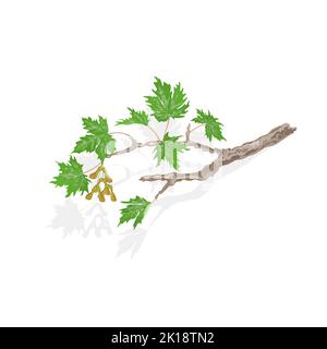 Ramificazione di acero e foglie su sfondo bianco vettore illustrazione Illustrazione Vettoriale