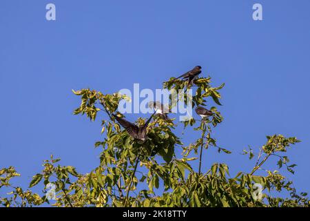 Porpora Martin (progne subis) e rondine d'albero (Tachycineta bicolor) si siedono insieme in un gregge su un albero durante la migrazione verso sud. Foto Stock