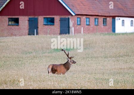 Cervo rosso (Cervus elaphus) solitario in piedi in campo cereale / campo di grano di fronte al fienile / fattoria edificio in estate, Scania / Skåne, Svezia Foto Stock